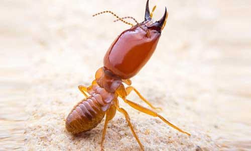 Effects of Termite